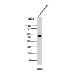 Human IgG Antibody IG266 Serum WB. Western blot analysis was performed using IgG Antibody clone IG266 on human serum lysate. A distinct immunoreactive band is detected at approximately 50-55 kDa, consistent with the expected molecular weight of the human IgG heavy chain. The blot exhibits a strong, specific signal with minimal background, supporting reliable detection of endogenous human IgG in serum samples. These results demonstrate that this IGHG1 Antibody is suitable for Western blot detection of human IgG in serum.
