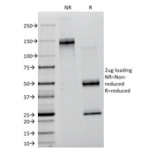 SDS-PAGE analysis of purified, BSA-free Lambda Light Chain antibody (clone ICO-106) as confirmation of integrity and purity.