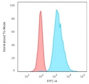 Cytokeratin 8 Antibody HeLa FACS. Flow cytometry testing of permeabilized human HeLa cells with Cytokeratin 8 antibody (clone H1); Red=isotype control, Blue= Cytokeratin 8 antibody.