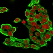 Cytokeratin 8 Antibody MCF7 IF. Immunofluorescent staining of permeabilized human HCT-116 cells with Cytokeratin 8 antibody (clone H1, green) and Reddot nuclear stain (red).