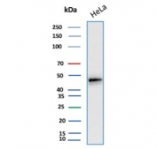Cytokeratin 17 Antibody Clone E3 western blot analysis of human HeLa cell lysate. Western blot detection using Cytokeratin 17 Antibody Clone E3 demonstrates a clear immunoreactive band in human HeLa cell lysate. Lane 1: human HeLa cell lysate. A band is detected at approximately 48 kDa, consistent with the predicted molecular weight of Cytokeratin 17 (CK17 / KRT17), an epithelial intermediate filament protein that contributes to the structural cytoskeleton of epithelial cells.