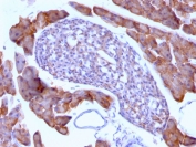 ODC-1 Antibody Mouse Pancreas IHC. Formalin/paraffin mouse pancreas stained with ODC-1 antibody (clone ODC1/485).