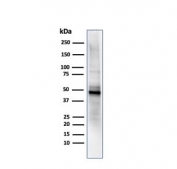 ODC-1 Antibody PC-3 Cell WB. Western blot testing of human PC3 cell lysate using ODC-1 antibody (clone ODC1/485).
