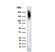 Western blot testing of human spleen tissue lysate with CD45 antibody cocktail.