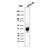 Gp100 Antibody Clone HMB45. Western blot analysis of human COLO-38 melanoma cell lysate using Gp100 Antibody Clone HMB45. Lane 1: human COLO-38 cell lysate. A prominent band is detected at approximately 34-38 kDa, consistent with processed fragments of Premelanosome protein PMEL (also known as gp100). PMEL is synthesized as an approximately 100 kDa glycosylated precursor that undergoes proteolytic cleavage to generate an approximately 60-64 kDa M-alpha fragment and an approximately 26 kDa M-beta fragment. The M-alpha fragment is further processed into approximately 34-38 kDa and approximately 26 kDa fragments that assemble into the fibrillar matrix of developing melanosomes in melanocytic cells.