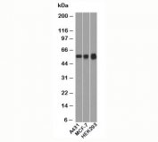 p53 Antibody Clone BP53-12 / TP53 Tumor Suppressor Antibody. Western blot analysis of human cell lysates demonstrates detection of Tumor protein p53 across multiple cell lines using p53 Antibody Clone BP53-12. Lane 1: A431 cell lysate, Lane 2: MCF-7 cell lysate, Lane 3: HEK293 cell lysate. A band is detected at approximately 53 kDa, consistent with the predicted molecular weight of p53 / TP53.