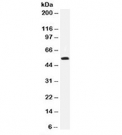 p53 Antibody Clone DO-7 / TP53 Tumor Suppressor Antibody. Western blot analysis of human HEK293 cell lysate shows a band at approximately 53 kDa, consistent with the predicted molecular weight of Tumor protein p53 / TP53. This result demonstrates detection of endogenous p53 protein in HEK293 cells by western blot.