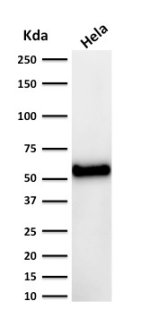p53 Antibody DO-7 Detection in HeLa Cervical Cancer Cells WB. Western blot analysis of human HeLa cervical cancer cell lysate using p53 Antibody clone DO-7. A strong, discrete band is detected at approximately 53 kDa, consistent with the expected molecular weight of TP53 tumor suppressor protein.