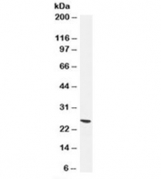 UCHL1 Antibody Clone 13C4. Western blot analysis of UCHL1 / PGP9.5 in human brain lysate. Human brain lysate stained with UCHL1 Antibody for WB, also known as PGP9.5 antibody or Ubiquitin C-terminal hydrolase L1 antibody, shows a strong, well-defined band at approximately 25 kDa, consistent with the predicted molecular weight of UCHL1. Clone 13C4 antibody produces a clear, high-intensity signal with minimal background, supporting reliable and reproducible detection of UCHL1 in western blot analysis.