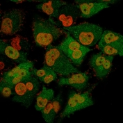 UCHL1 Antibody Clone 13C4 for IF. Immunofluorescence analysis of UCHL1 / PGP9.5 in human T98G cells. Permeabilized human T98G cells stained with UCHL1 Antibody Clone 13C4 for IF, also known as PGP9.5 antibody or Ubiquitin C-terminal hydrolase L1 antibody, show strong cytoplasmic green fluorescence with clear intracellular distribution, while nuclei are counterstained with Nucspot (red). Clone 13C4 antibody produces a bright, consistent signal with low background, supporting reliable and reproducible detection of UCHL1 in fluorescence imaging.