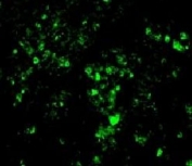 IHC/IF testing of FFPE rat kidney with Alexa Fluor 488 conjugated BrdU antibody.