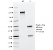SDS-PAGE analysis of purified, BSA-free BrdU antibody (clone BRD469) as confirmation of integrity and purity.