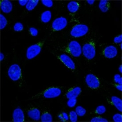 Immunofluorescent staining of methanol-fixed human HeLa cells with CF488-labeled Golgi complex antibody (clone 371-4, green) and DAPI nuclear stain (blue).