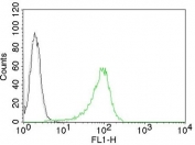 Human Nuclear Antigen Antibody 293T FACS. Flow cytometry analysis of human 293T cells stained with CF488-conjugated Human Nuclear Antigen Antibody (clone 235-1) demonstrates a pronounced rightward shift in fluorescence intensity relative to unstained cells and isotype control populations. The distinct positive staining profile confirms recognition of Human Nuclear Antigen (HNA) within the human cell population and demonstrates effective labeling of human-derived cells. Minimal overlap between the control and antibody-stained populations indicates specific target detection and strong signal-to-background performance. The observed staining supports the use of clone 235-1 for identification, characterization, and tracking of human cells by flow cytometry, particularly in applications involving cell localization, transplantation studies, and analysis of human-derived cell populations.