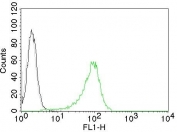 Human Nuclear Antigen Antibody CF488 Conjugate FACS. Intracellular flow cytometry testing of human 293T cells with Human Nuclear Antigen antibody; Black=cells alone, Gray=isotype control, Green= Human Nuclear Antigen antibody.