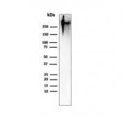 Western blot testing of human MCF7 cell lysate with Epithelial Marker Antigen antibody (clone MUC1/967). This glycoprotein is commonly visualized between 120~500 kDa.