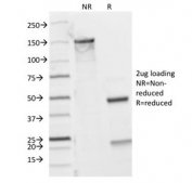 SDS-PAGE analysis of purified, BSA-free CD8 antibody (clone C8/144B) as confirmation of integrity and purity.
