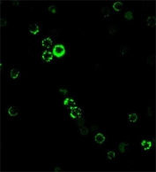 Immunofluorescent staining of human PBM cells with CD8a antibody clone RIV11.