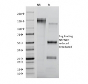 SDS-PAGE analysis of purified, BSA-free CD8 antibody clone RIV11 as confirmation of integrity and purity.