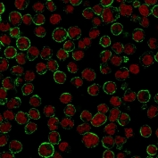 CD19 Antibody B-Lymphocyte Marker Raji Cell IF. Immunofluorescence analysis of human Raji cells using CD19 Antibody B-Lymphocyte Marker (clone CVID3/155). CD19 expression is shown in green, with Reddot nuclear counterstain shown in red. Strong membranous staining outlines the surface of Raji B lymphocyte cells, consistent with CD19 localization as a B cell surface marker. These results support the use of CD19 Antibody B-Lymphocyte Marker for studying immune cell identification, B cell development and lymphocyte-associated research applications.