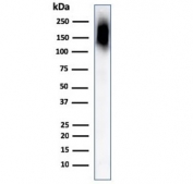 Western blot testing of CD45RB antibody and human spleen lysate. Expected molecular weight: ~147/180-220 kDa (unmodified/glycosylated).
