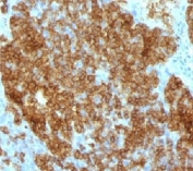 IHC test of FFPE human tonsil probed with anti-CD45RA antibody (clone SPM568).