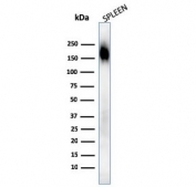 Western blot testing of human spleen lysate with CD45RA antibody (clone SPM568). Expected molecular weight: 147-220 kDa depending on glycosylation level.