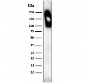 Western blot testing of human spleen lysate with CD45RB antibody (clone SPM569).