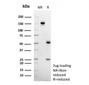 SDS-PAGE Analysis of Purified, BSA-Free Anti-CD14 Antibody (clone LPSR/553). Confirmation of Integrity and Purity of the Antibody.