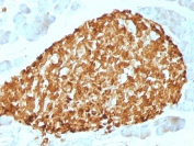 IHC staining of FFPE human pancreas tissue with Chromogranin A antibody (clone CHGA/798). HIER: boil tissue sections in pH 9 10mM Tris with 1mM EDTA for 20 min and allow to cool before testing.