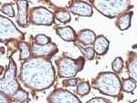 EGFR Antibody Placenta IHC. Immunohistochemistry analysis of FFPE human placenta tissue stained with EGFR antibody detecting Epidermal growth factor receptor, clone 31G7. Strong membranous staining is observed in trophoblastic cell layers, consistent with EGFR localization as a receptor tyrosine kinase involved in epithelial signaling and growth regulation. Surrounding stromal regions show comparatively reduced signal. Hematoxylin counterstain highlights nuclei in blue.