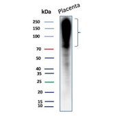 Western blot analysis of fibronectin in human placenta tissue lysate using Fibronectin antibody (clone 568). Proteins were resolved by SDS-PAGE and transferred to membrane prior to immunodetection. A strong signal is observed in the high molecular weight region, consistent with the predicted molecular weight of fibronectin and its known tendency to migrate as a broad, high-MW species due to extensive glycosylation and alternative splicing.