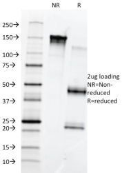 SDS-PAGE analysis of purified, BSA-free Fibronectin antibody (clone 568) as confirmation of integrity and purity.