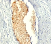 IHC: Formalin-fixed, paraffin-embedded human placenta stained with AMPD3 antibody (clone AMPD3/901).