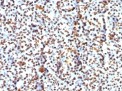 IHC: FFPE human pancreas tested with Histone H1 antibody (clone AE-4).