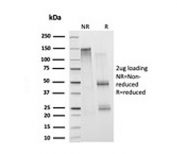SDS-PAGE analysis of purified, BSA-free Histone antibody (clone 1415-1) as confirmation of integrity and purity.
