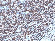 IHC: Formalin-fixed, paraffin-embedded human tonsil stained with Histone antibody (clone 1415-1).