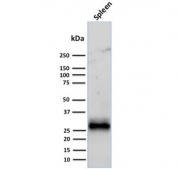 Western blot testing of human spleen tissue lysate with HLA-DR antibody cocktail (clones LN3 + HLA-DRB/1067). Expected molecular weight ~30 kDa.