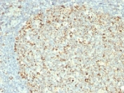 IHC testing of FFPE human tonsil with HSP60 antibody (clone GROEL/730).