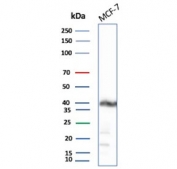Western blot testing of human MCF7 cell lysate with EpCAM antibody. Expected molecular weight: ~35 kDa (unmodified), 40-43 kDa (glycosylated).