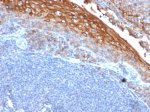 CD146 Antibody MUC18/1130 IHC: Formalin-fixed, paraffin-embedded human tonsil tissue stained with CD146 antibody (clone MUC18/1130).