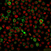 Immunofluorescence analysis of Neprilysin/CD10 antibody (clone FR4D11) in human Ramos cells. Cells were stained with Neprilysin/CD10 antibody followed by goat anti-Mouse IgG conjugated to CF488 (green). Distinct membranous staining is observed outlining the cell surface, consistent with CD10 localization. Nuclei are counterstained with Reddot (red).