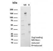 SDS-PAGE analysis of purified, BSA-free CD10/CALLA antibody (clone CB-CALLA) as confirmation of integrity and purity.