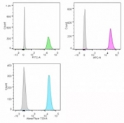 Nucleolin Antibody for Flow Cytometry flow cytometry analysis of human Jurkat cells. Human Jurkat cells were stained with Nucleolin Antibody for Flow Cytometry (clone NCL/902). Fluorescent signals are shown for FITC-labeled (green), APC-labeled (purple), and AF700-labeled (turquoise) antibody compared with the isotype control (gray), demonstrating detection of intracellular Nucleolin / NCL by flow cytometry following fixation and permeabilization.