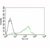 Nucleolin Antibody for Flow Cytometry flow cytometry analysis of human 293T cells. Human 293T cells were stained with AF488-labeled Nucleolin Antibody for Flow Cytometry (clone NCL/902). The fluorescence histogram (green) shows positive staining compared with cells alone (black) and the isotype control (gray), demonstrating detection of intracellular Nucleolin / NCL by flow cytometry following fixation and permeabilization.