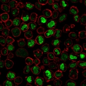 Nucleolin Antibody for IF - Immunofluorescence analysis of human K562 cells. Immunofluorescent staining of PFA-fixed human K562 cells with Nucleolin Antibody for IF clone SPM614. The mouse monoclonal antibody labels nucleolar compartments consistent with the known localization of Nucleolin / NCL. Green fluorescence marks nucleolin-positive nucleoli within the nucleus, while Phalloidin (red) highlights filamentous actin outlining the cell cytoskeleton and cell boundaries.