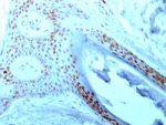NCL Antibody immunohistochemistry analysis of human skin. Formalin-fixed paraffin-embedded human skin stained with NCL Antibody (clone 364-5). HRP-DAB brown chromogenic staining highlights nuclei of epidermal epithelial cells, consistent with the expected nuclear and nucleolar localization of Nucleolin / NCL.