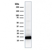 Western blot analysis of human heart lysate using Cytochrome C antibody (CYCS/1010). Predicted molecular weight: 12~14 kDa.