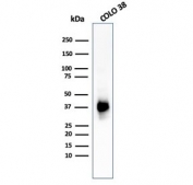 Western blot testing of human COLO-38 cell lysate with PMEL17 antibody (clone PMEL/783). The ~100 kDa glycosylated PMEL precursor is proteolytically cleaved into an ~60-64 kDa M-alpha fragment and an ~26 kDa M-beta fragment. The M-alpha fragment is subsequently processed into ~34-38 kDa and ~26 kDa fragments that assemble into the fibrillar matrix of melanosomes.