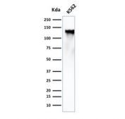 Western blot analysis of human K562 lysate using CD43 antibody (clone SPN/839). Expected molecular weight: 45-135 kDa depending on glycosylation level.